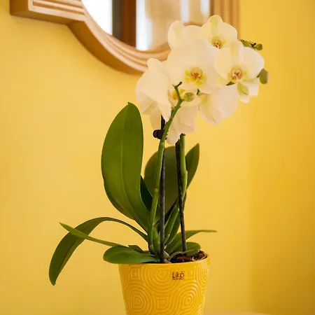 Palazzo Talamo Hotell